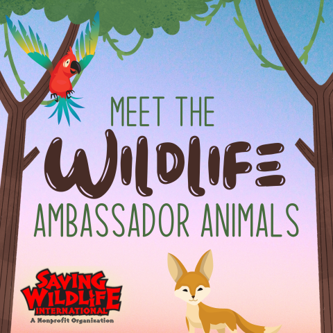 Wildlife Ambassadors logo
